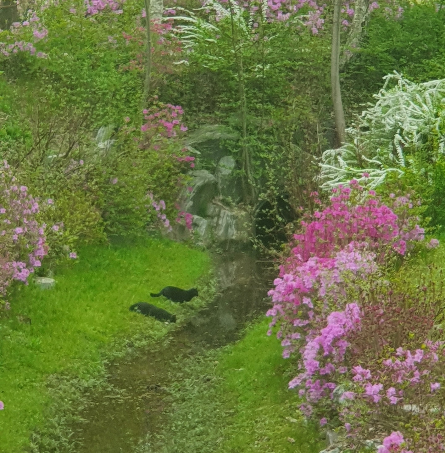 봄날, 두마리 고양이 물먹네!.jpg